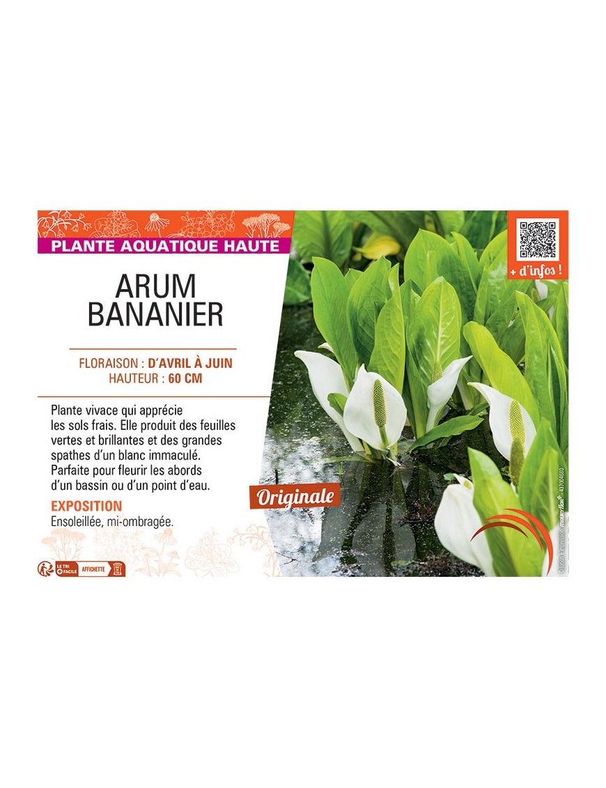 ARUM BANANIER