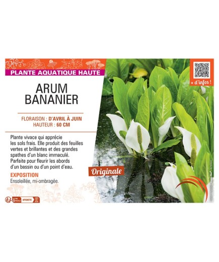 ARUM BANANIER
