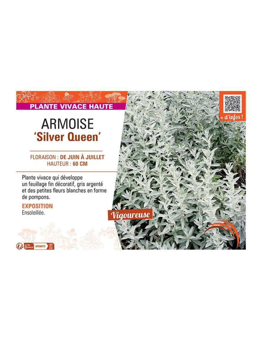 ARMOISE SILVER QUEEN