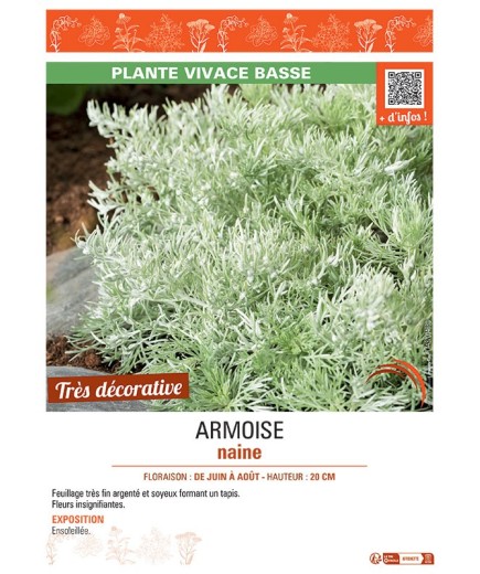 ARMOISE NAINE
