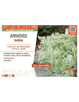 ARMOISE NAINE