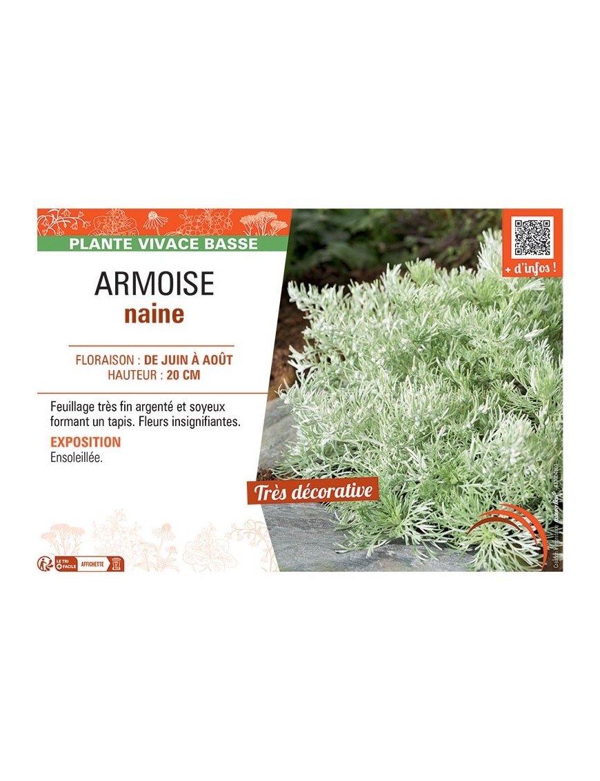 ARMOISE NAINE