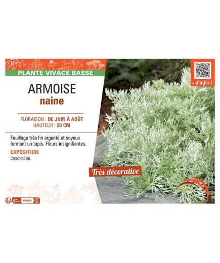 ARMOISE NAINE