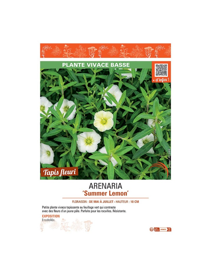 ARENARIA SUMMER LEMON