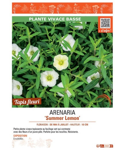 ARENARIA SUMMER LEMON