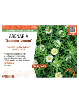 ARENARIA SUMMER LEMON