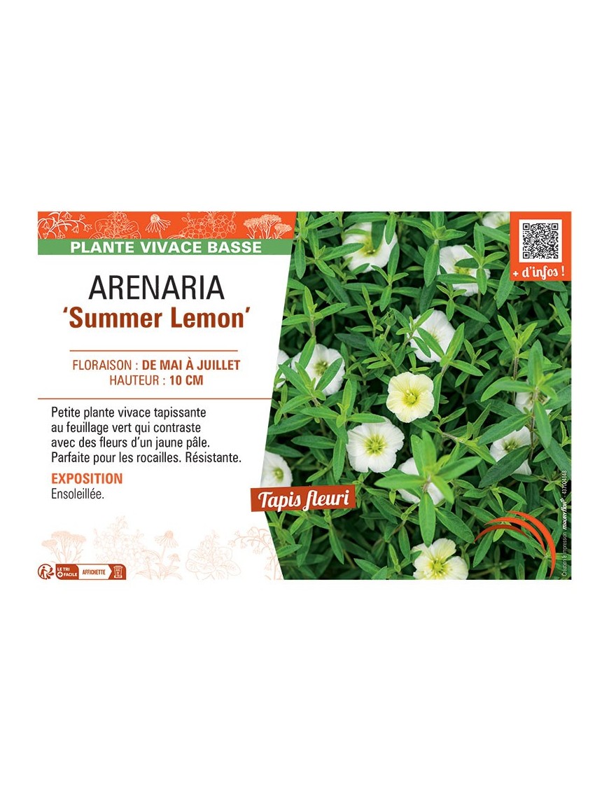 ARENARIA SUMMER LEMON