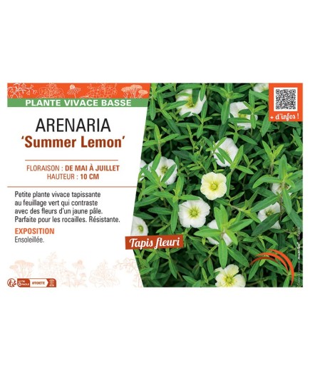 ARENARIA SUMMER LEMON