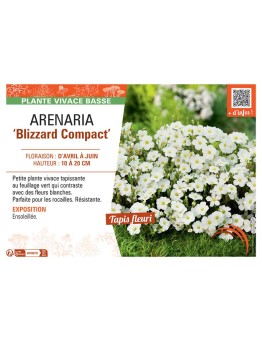 ARENARIA BLIZZARD COMPACT
