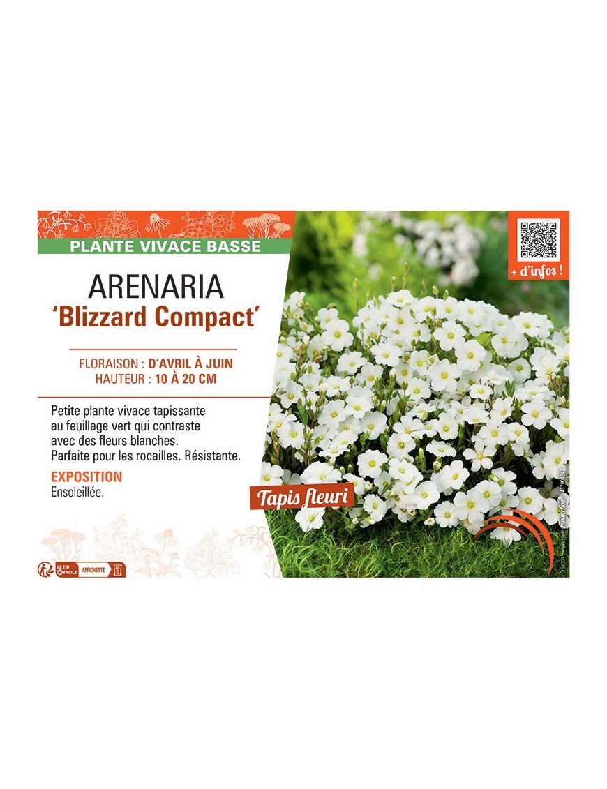 ARENARIA BLIZZARD COMPACT