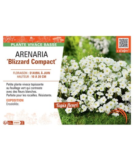 ARENARIA BLIZZARD COMPACT