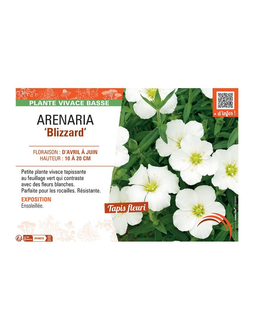 ARENARIA BLIZZARD