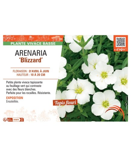 ARENARIA BLIZZARD