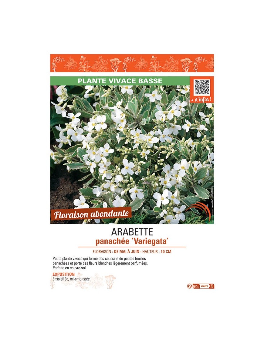 Arabis ferdinandi-coburgii ARABETTE PANACHEE VARIEGATA