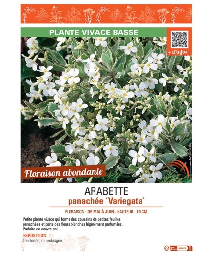 Arabis ferdinandi-coburgii ARABETTE PANACHEE VARIEGATA