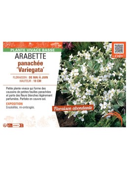 Arabis ferdinandi-coburgii ARABETTE PANACHEE VARIEGATA
