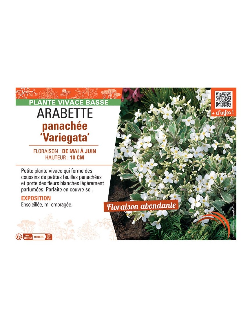 Arabis ferdinandi-coburgii ARABETTE PANACHEE VARIEGATA