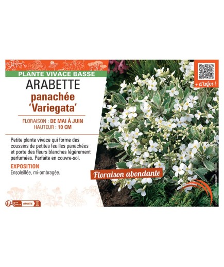 Arabis ferdinandi-coburgii ARABETTE PANACHEE VARIEGATA