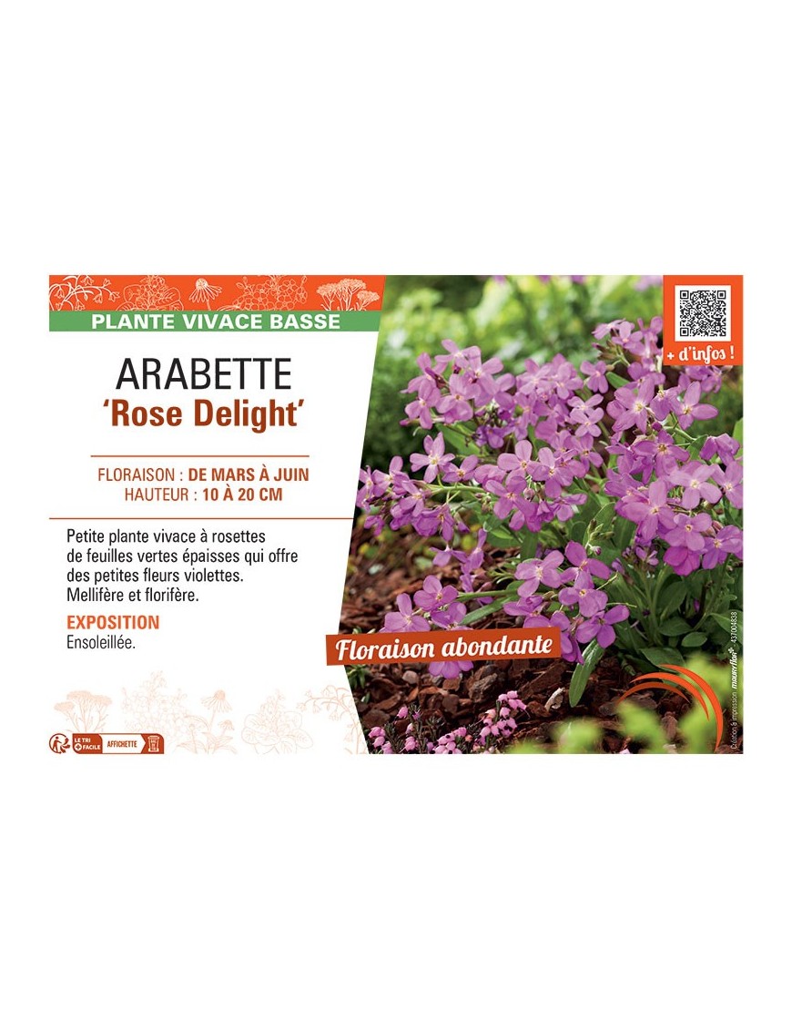 ARABETTE ROSE DELIGHT