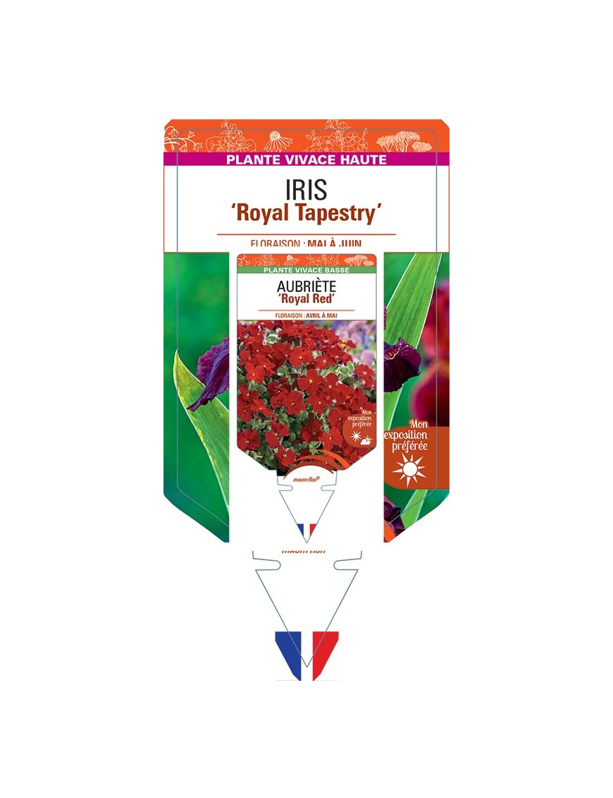 IRIS (germanica) Royal Tapestry