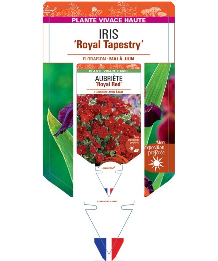 IRIS (germanica) Royal Tapestry