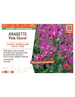 ARABETTE PINK CHARM
