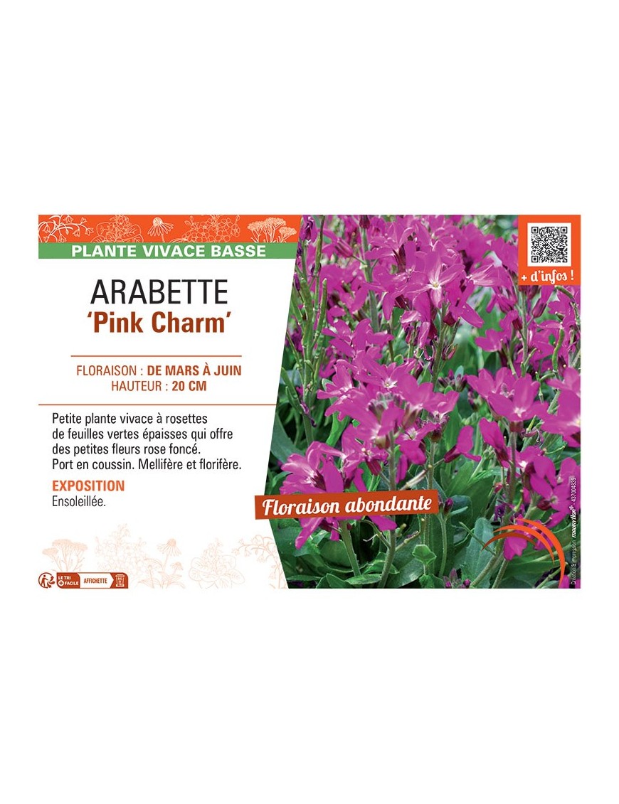 ARABETTE PINK CHARM
