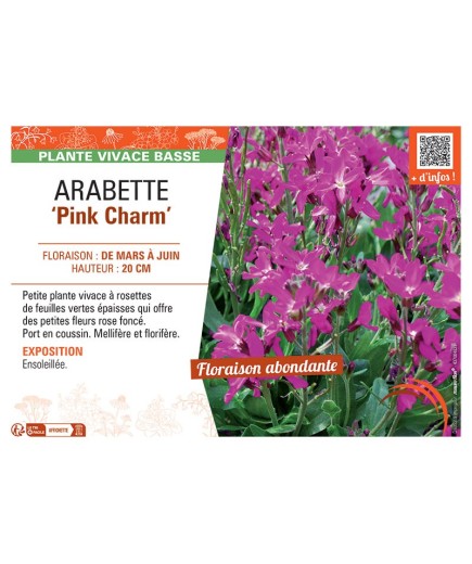 ARABETTE PINK CHARM