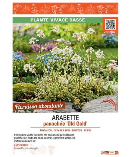 ARABETTE PANACHEE OLD GOLD