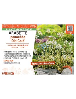ARABETTE PANACHEE OLD GOLD