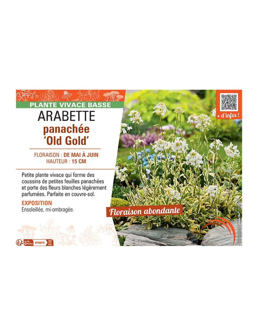ARABETTE PANACHEE OLD GOLD