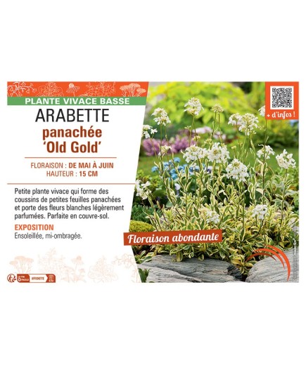 ARABETTE PANACHEE OLD GOLD