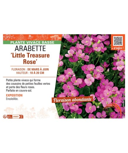 ARABETTE LITTLE TREASURE ROSE