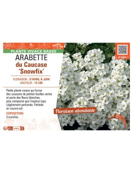 ARABETTE DU CAUCASE SNOWFIX