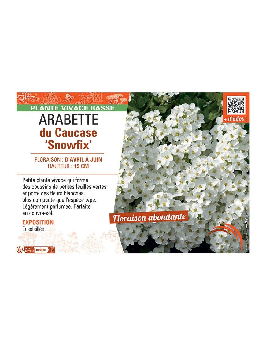 ARABETTE DU CAUCASE SNOWFIX
