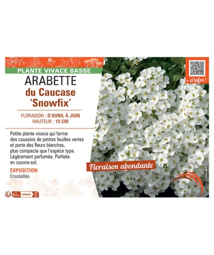 ARABETTE DU CAUCASE SNOWFIX