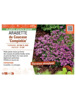 ARABETTE DU CAUCASE COMPINKIE