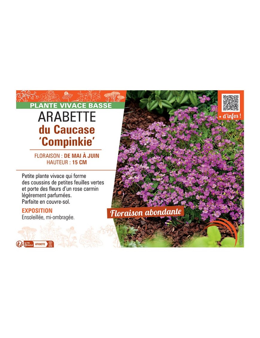 ARABETTE DU CAUCASE COMPINKIE