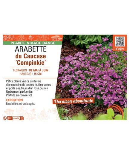 ARABETTE DU CAUCASE COMPINKIE