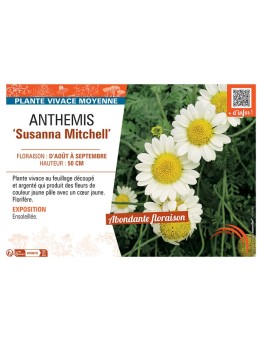 ANTHEMIS SUSANNA MITCHELL