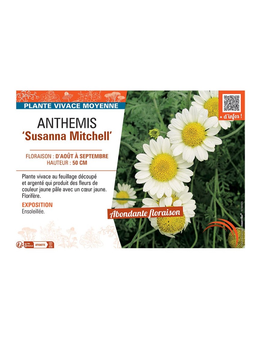 ANTHEMIS SUSANNA MITCHELL