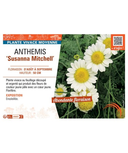 ANTHEMIS SUSANNA MITCHELL