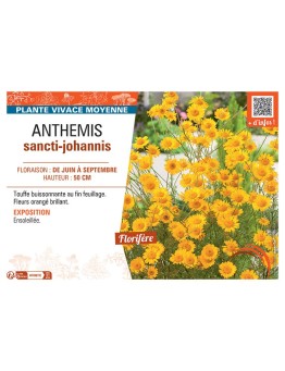 ANTHEMIS SANCTI-JOHANNIS