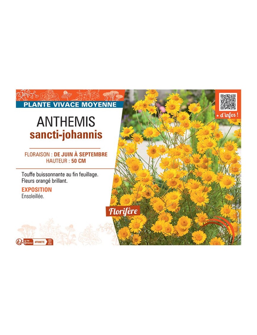ANTHEMIS SANCTI-JOHANNIS
