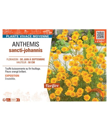 ANTHEMIS SANCTI-JOHANNIS