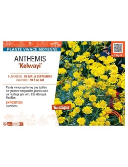 ANTHEMIS KELWAYI