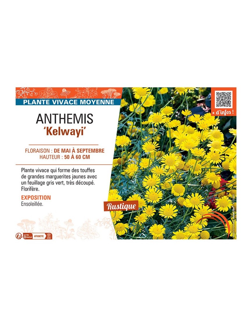 ANTHEMIS KELWAYI