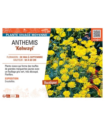 ANTHEMIS KELWAYI