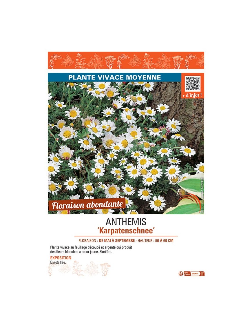 ANTHEMIS KARPATENSCHNEE