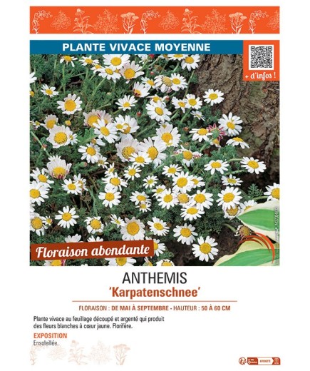 ANTHEMIS KARPATENSCHNEE